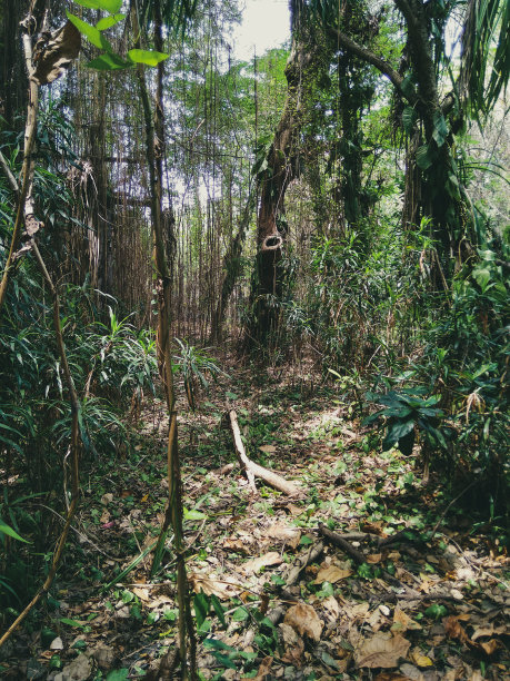 一个小岛上的森林图片下载
