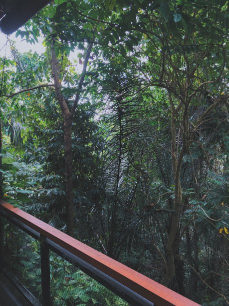 森林的指导方针。图片下载