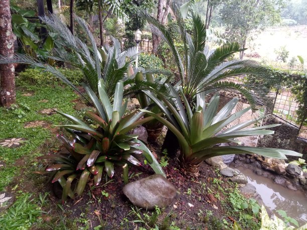 观赏植物图片下载