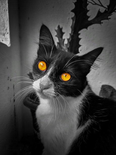 龙的眼睛图片下载