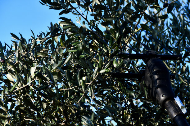 鱼缸里的鱼，以数码照片图片为背景图片下载