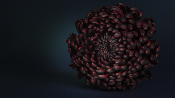 黑色背景上奇异的紫色菊花。美丽的菊花在灰色的背景。图片下载