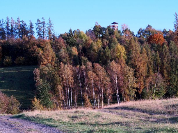 秋天的大自然，干草，田野和草地，背景，绿色，树木图片下载
