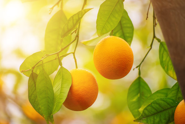 橘子园果实累累图片下载