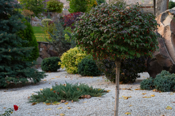 欧洲山茱萸红色果实装饰树照片图片下载