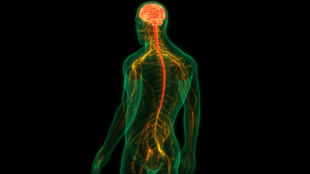 人脑神经系统的中枢器官图片下载