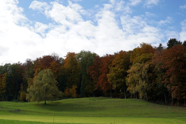 秋天的落叶森林在不同的颜色与草地在新鲜的绿色和晴朗的蓝天上面和单一的树。氛围的表达与大量的复制空间，适合作为背景。图片下载