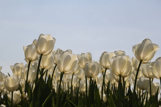 美丽的白色郁金香，透明的叶子和灰色的天空在春天图片下载