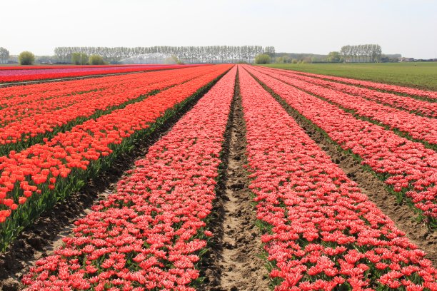 春天的荷兰，一片种植着五颜六色郁金香的球茎田图片下载