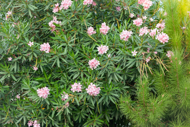 玫瑰花在一棵绿色的树上图片下载