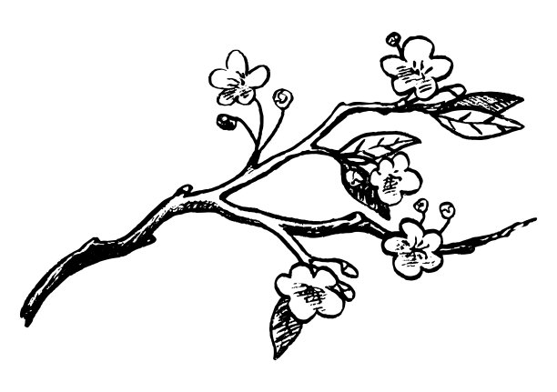 简单的矢量手绘插图。春天开花的分支。轮廓绘制孤立在白色背景。图形涂鸦,素描。原始风格的单张图片用于设计、印刷、卡片、衬衫等图片下载