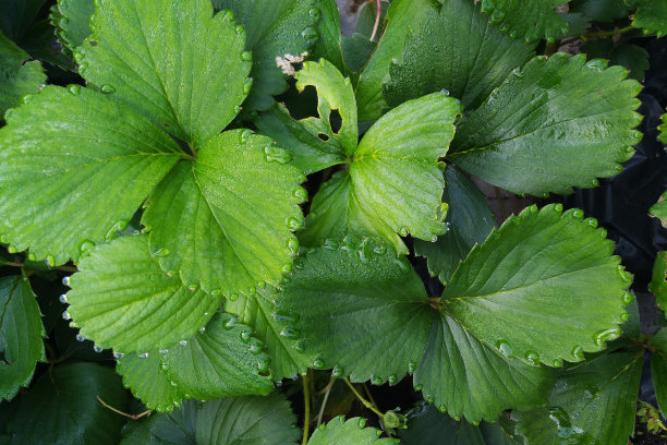 草莓的叶子图片下载