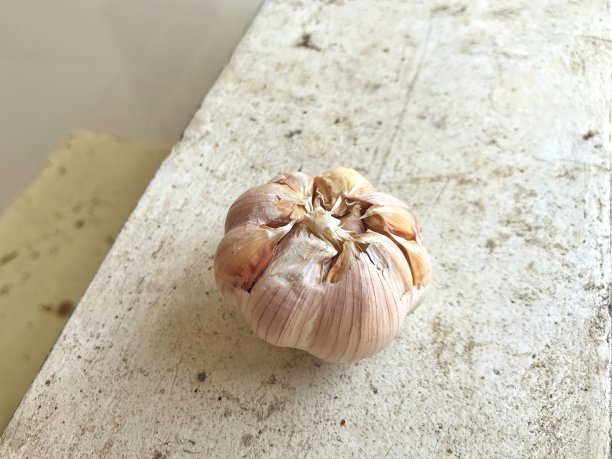 一组大蒜图片下载