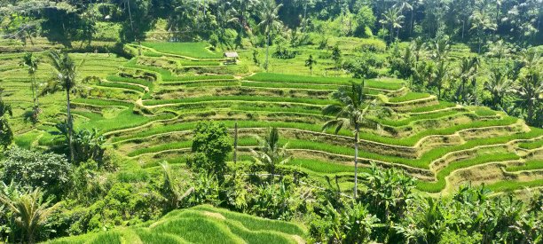 终止稻田场图片下载