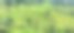 终止稻田场图片下载