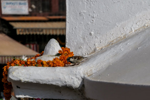 一只灰色的麻雀在寺庙里玩耍图片下载