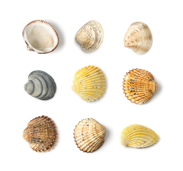 彩色贝壳收集孤立的白色背景图片下载