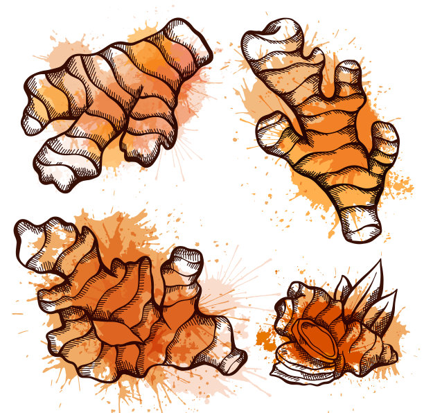 用水彩勾勒生姜根图片下载