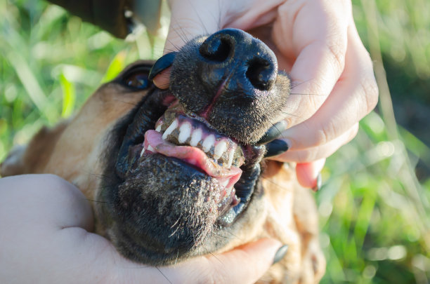 那只狗啃着地上的土，牙缝里塞满了土。图片下载