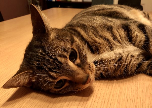 基蒂的女孩图片下载