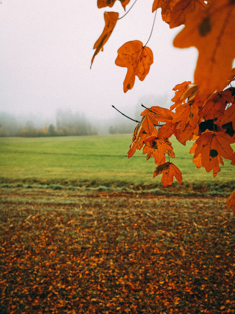 秋天的颜色-雾覆盖了田野图片下载