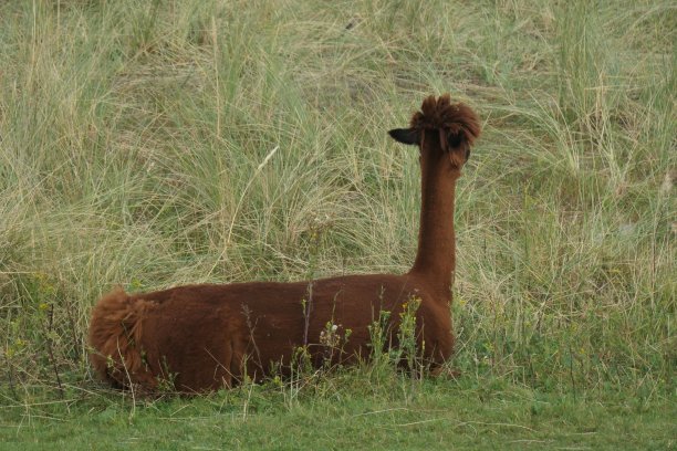 一只棕色的羊驼躺在草地上。从侧面看，是骆驼山。图片下载