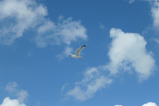 飞翔的海鸥，背景是清澈的蓝色多云的天空。图片下载