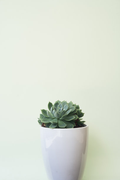 绿色背景上的盆栽仙人掌图片下载