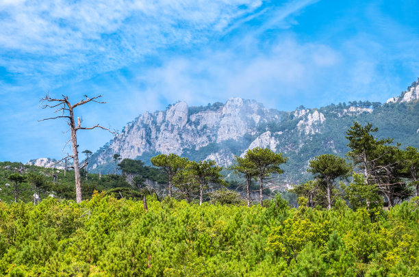 山坡上有绿树和一棵干燥的老树。高高的岩石山在蓝天的背景。图片下载