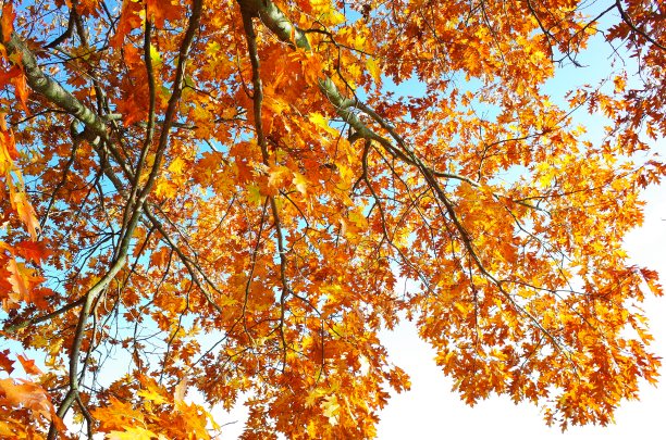 金秋在落叶林中图片下载