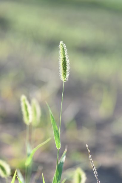 狗尾草草图片下载