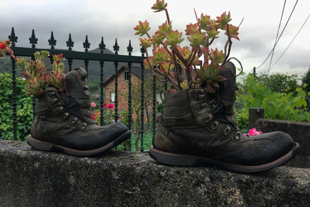 鲜花长在旧靴子里，夏日的乡村，图片下载