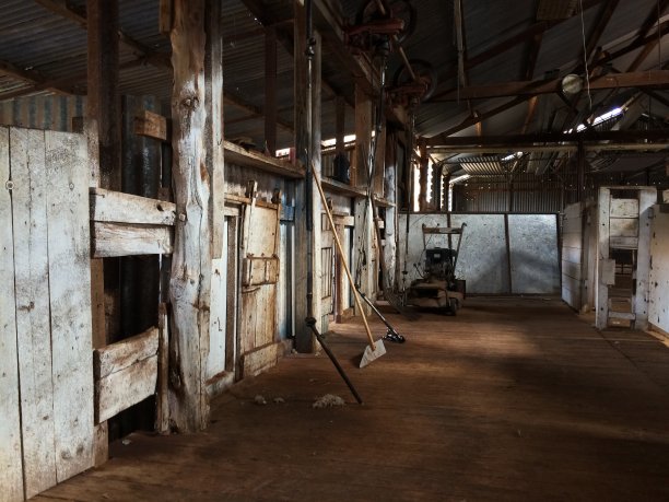 澳洲内陆剪羊毛棚内部图片下载