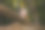 女孩在秋天的公园爬上大树。有趣的童年，户外活动。孩子们的游戏图片下载