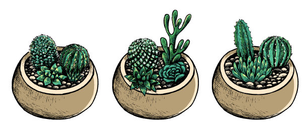 手绘矢量插图。收集盆仙人掌和多肉植物。复古植物集与室内植物在素描风格。装饰花彩色元素孤立在白色的设计。图片下载