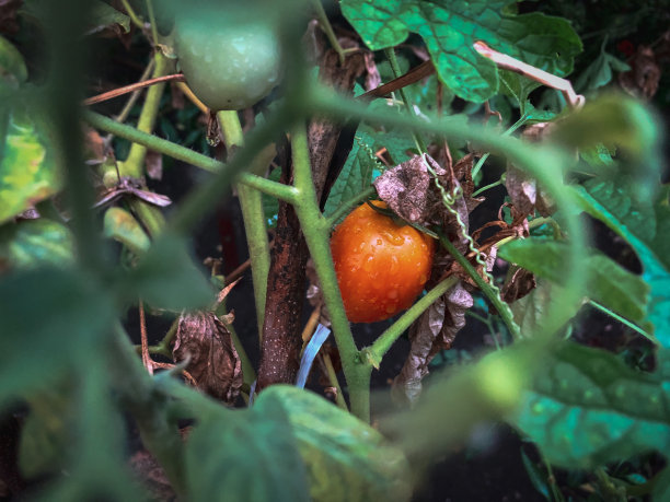 新鲜的番茄图片下载