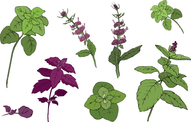 把罗勒植物图片下载