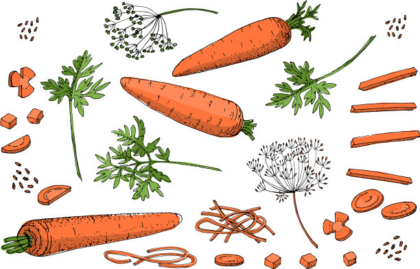 素描集胡萝卜图片下载