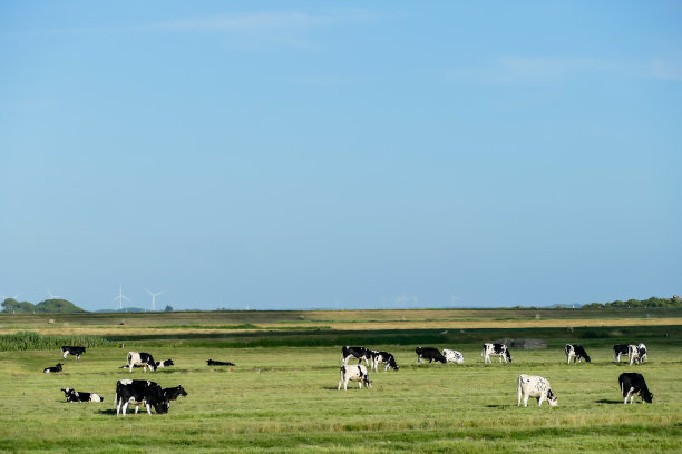 在北欧斯堪的纳维亚的瑞典，一群在田野里吃草的牛图片下载