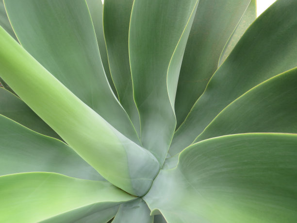 天然状态下芦荟仙人掌绿叶新芽的详细资料。药用芦荟植物背景。纯芦荟花纹和质地。素材图片