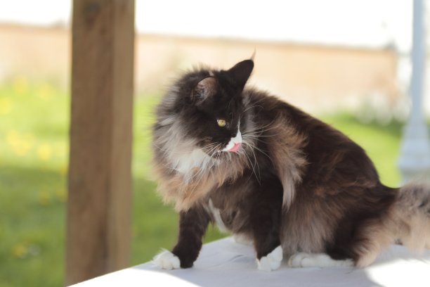 大缅因猫在玩图片下载