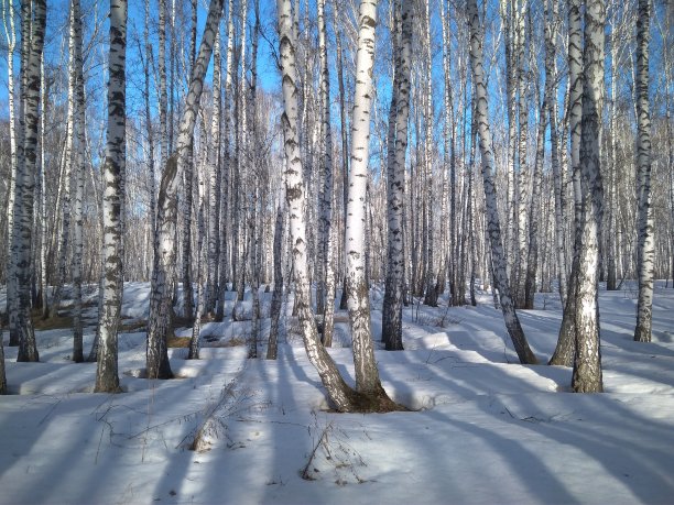 冬天的积雪，春天的树木图片下载