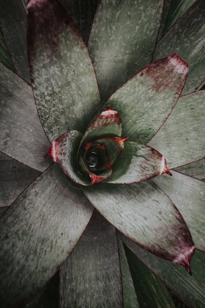 凤梨科植物图片下载