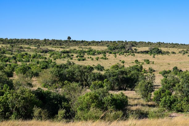 肯尼亚:马赛马拉公园景观图片下载