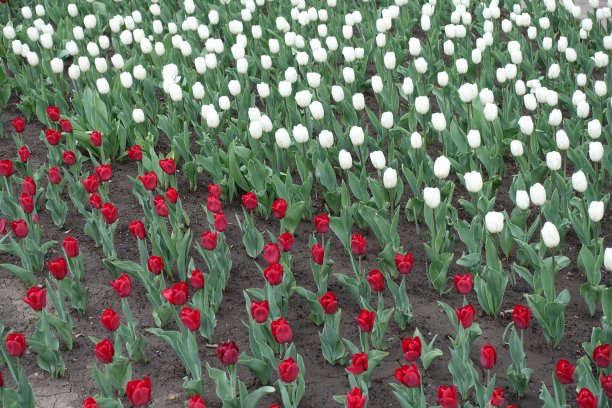 4月中旬，红色和白色的郁金香花呈对角线状图片下载