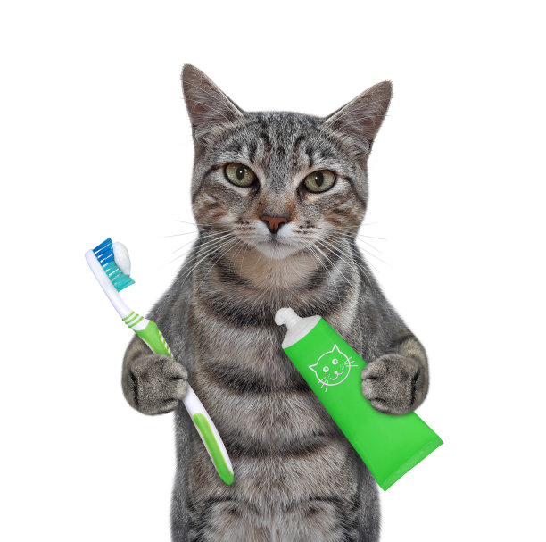 灰猫在刷牙图片下载