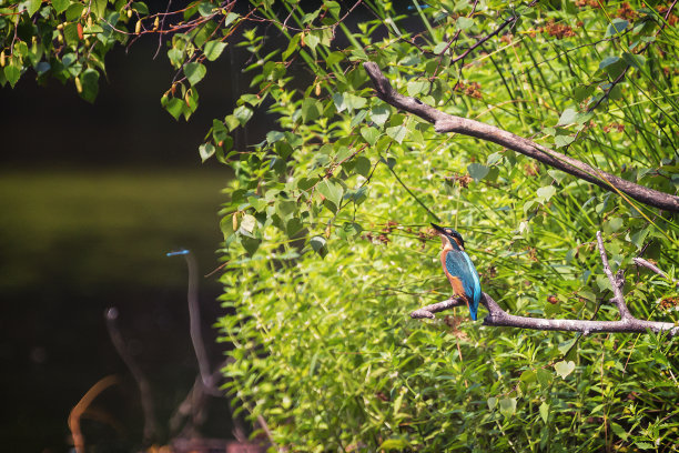 普通翠鸟(Alcedo atthis)，也被称为欧亚翠鸟和河翠鸟。图片下载