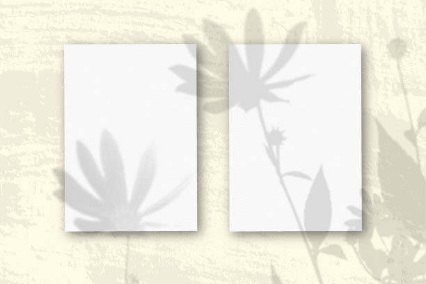 2张垂直纹理白纸在柔软的黄色桌子背景。模型覆盖的植物阴影。自然光在菊芋花上投下阴影。水平方向图片下载