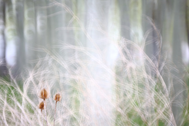 维拉菲拉自然公园的杨树林的艺术照片。萨莫拉图片下载