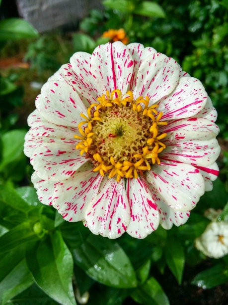 百日草特写照片花园花在花坛与彩色的花瓣与粉红色的飞溅黄色的心图片下载